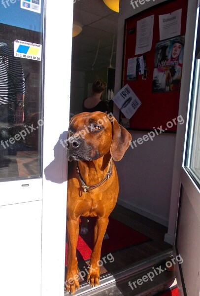 Dog Ridgeback Curious Free Photos