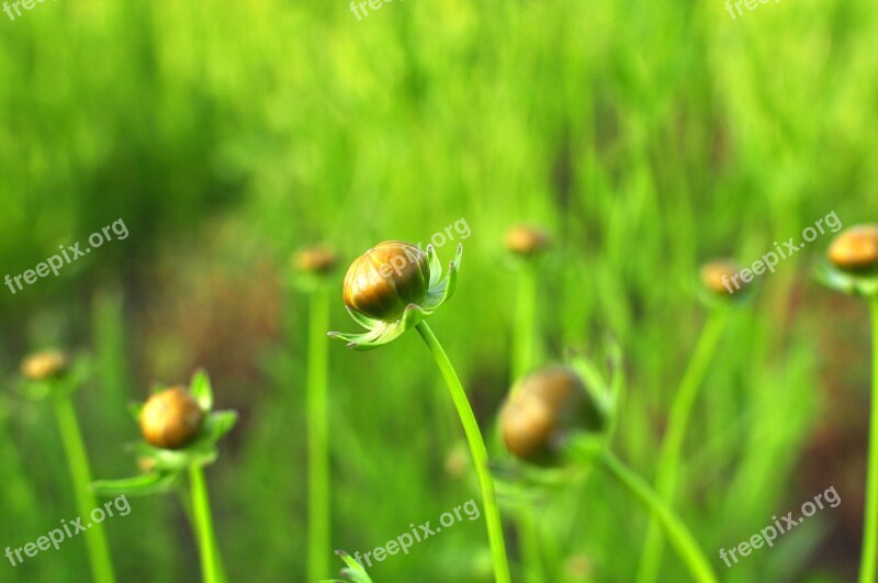 Flower Buds Buds Flowers Grass Green