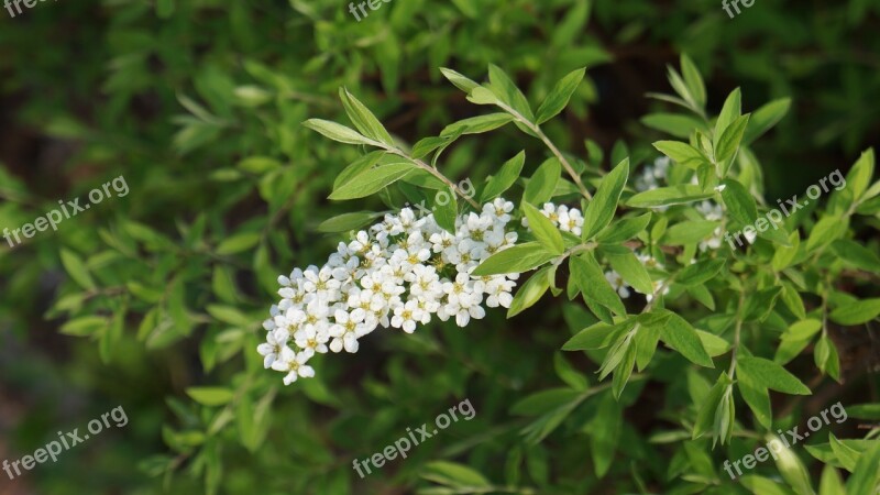 Angervo White Blossom Buds Flower Bush