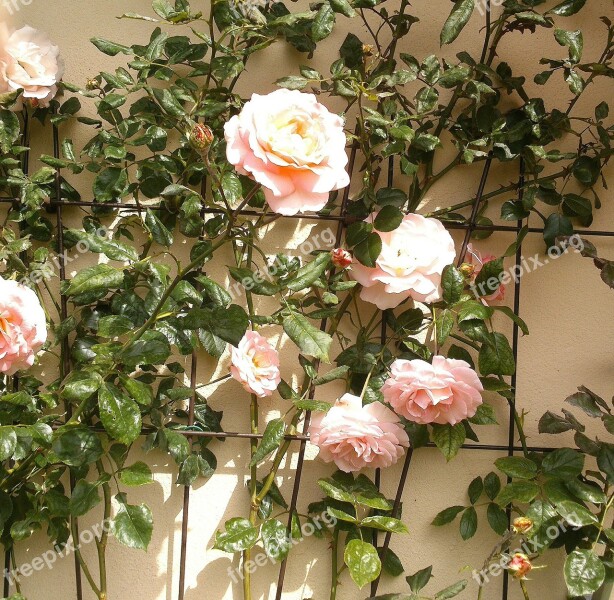 Climbing Roses Pink Garden Roses Flowers