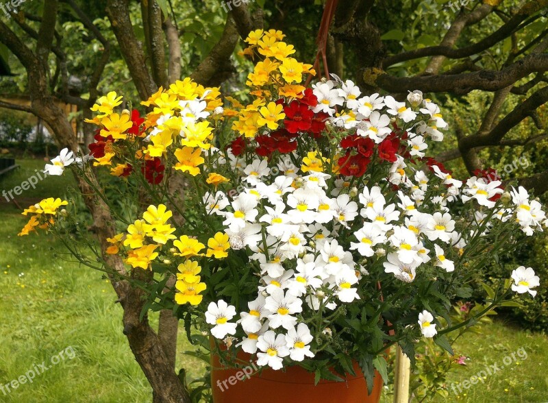 Hanging Traffic Lights Colorful Flowers Garden Flowers Free Photos