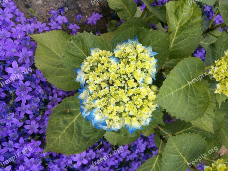 Hydrangea Blue Blossom Bloom Flower