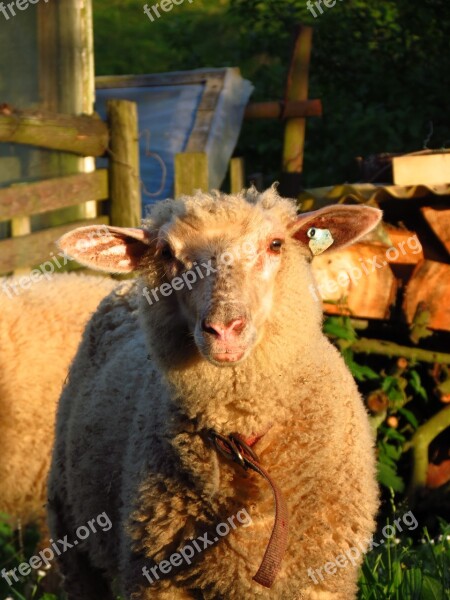 Sheep Farm Animal Farm Agriculture Animal