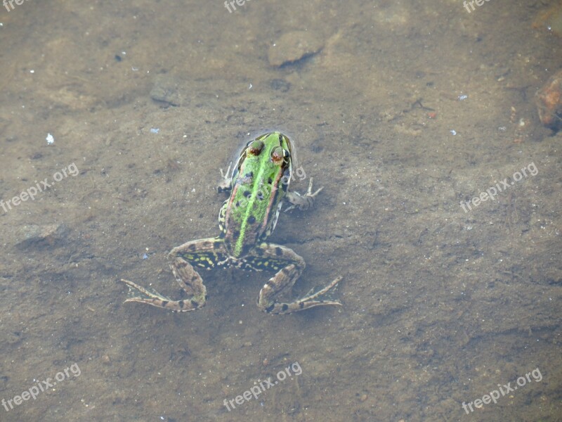 Frog Amphibian Animal Nature Green