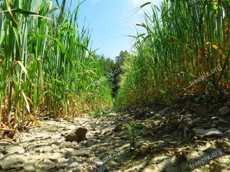 Wheat Field Wheat Agriculture Plantation Field