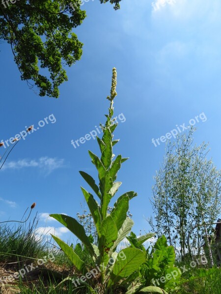 Common Mullein Great Mullein Mullein Plant Nature