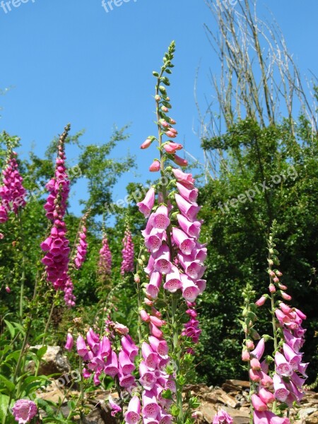 Digitalis Purple Foxglove Foxglove Flower Colorful