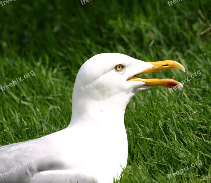 Seagull Bird Bill Close Up Free Photos