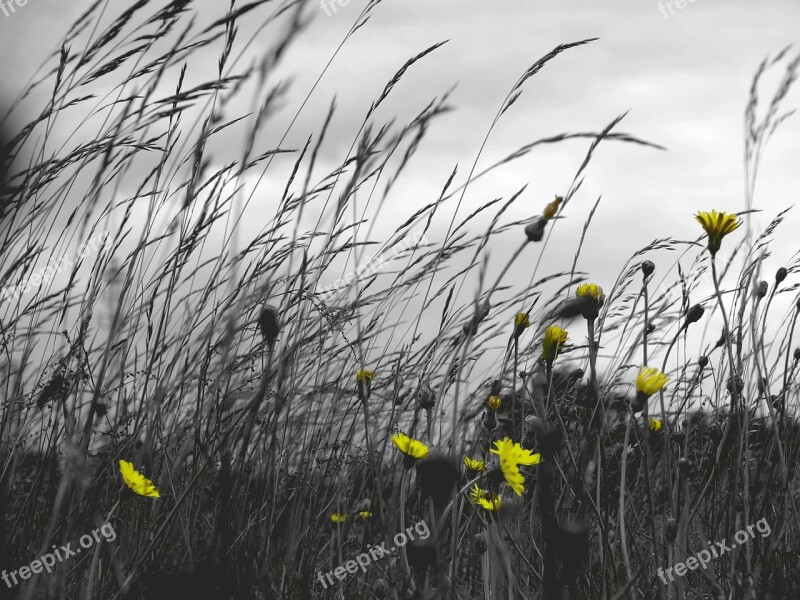 Grass Field Windy Clouds Flowers