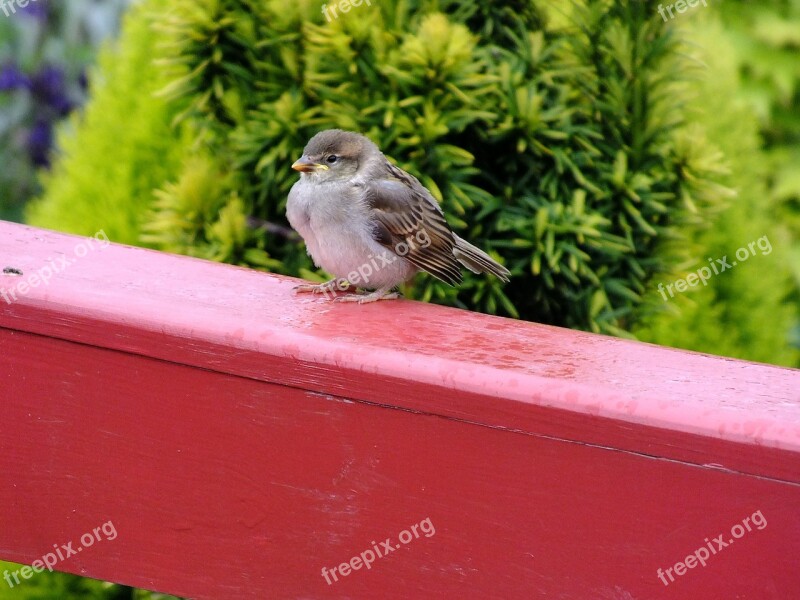 Sparrow Bird Balcony Free Photos