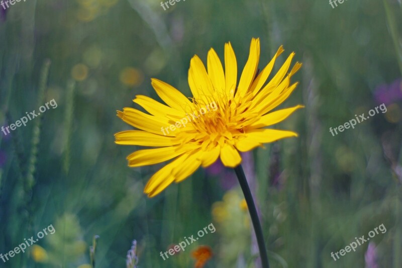 A Goatee Meadows Dubius Blossom Bloom Flower