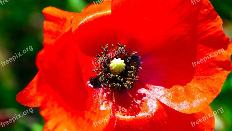 Flower Red Poppy Wildflower Free Photos