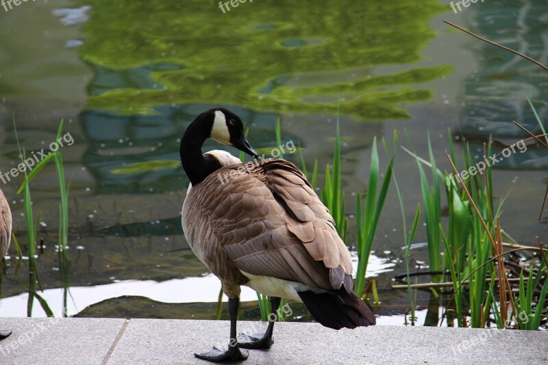 Canada Goose Goose White Green Water