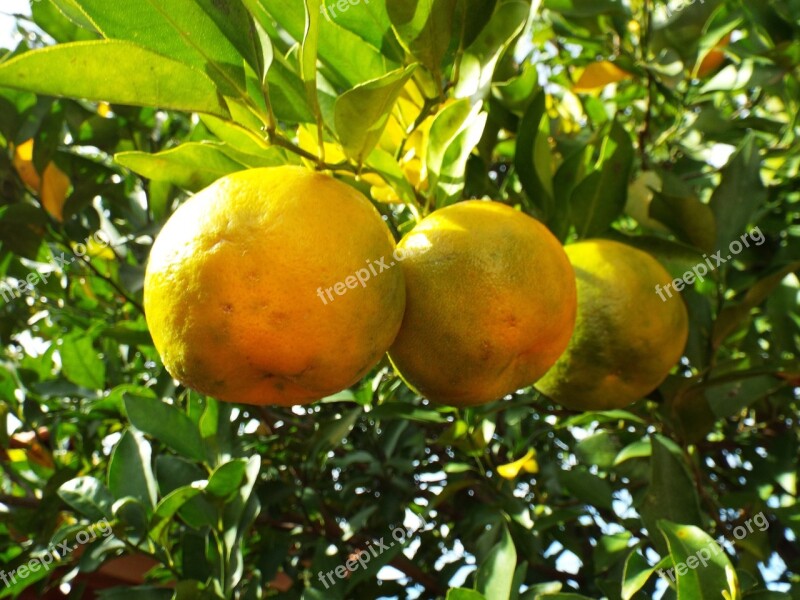 Bergamot Fruit Linda Free Photos