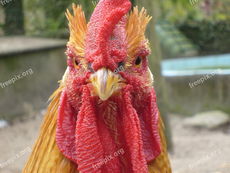 Cock Chicken Animal Free Photos