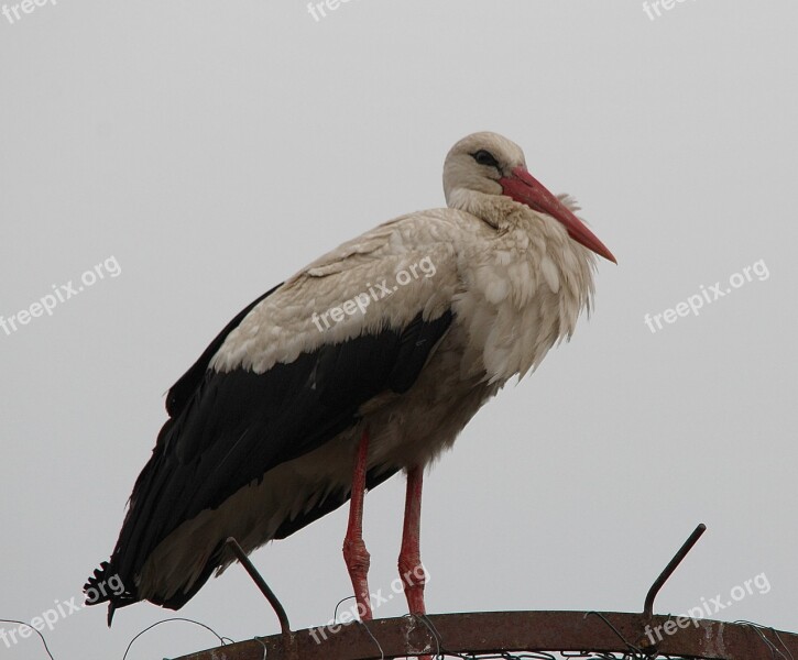 Stork White Stork Storks White Storks Mountain Husen