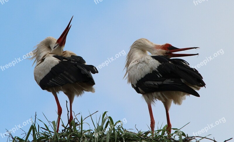 White Storks Stork White Stork Storks Mountain Husen