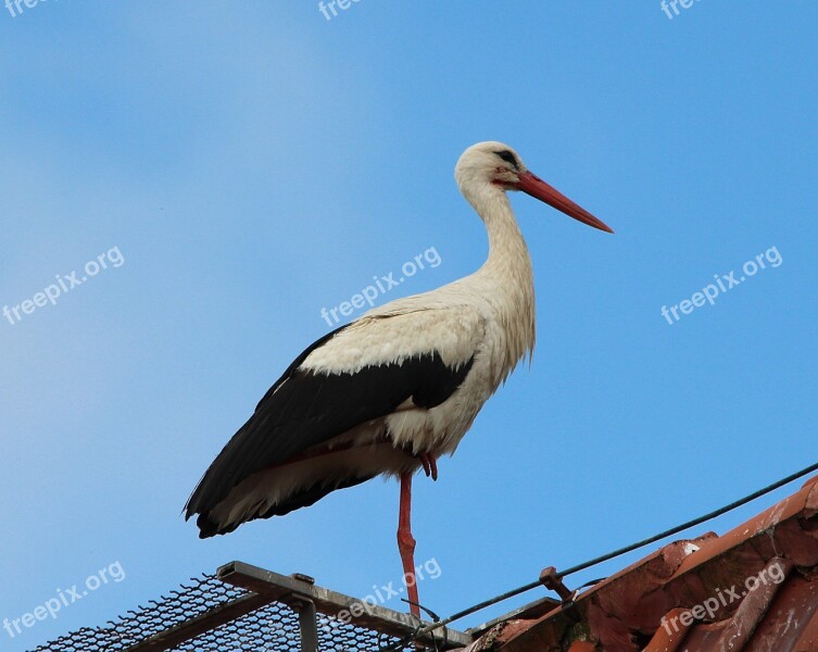 Stork White Stork Storks White Storks Mountain Husen