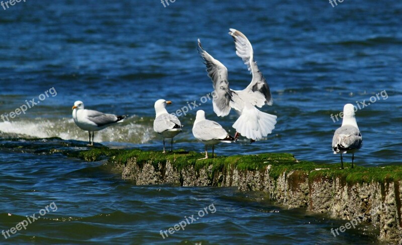 Gulls Bird Birds Coast Animal