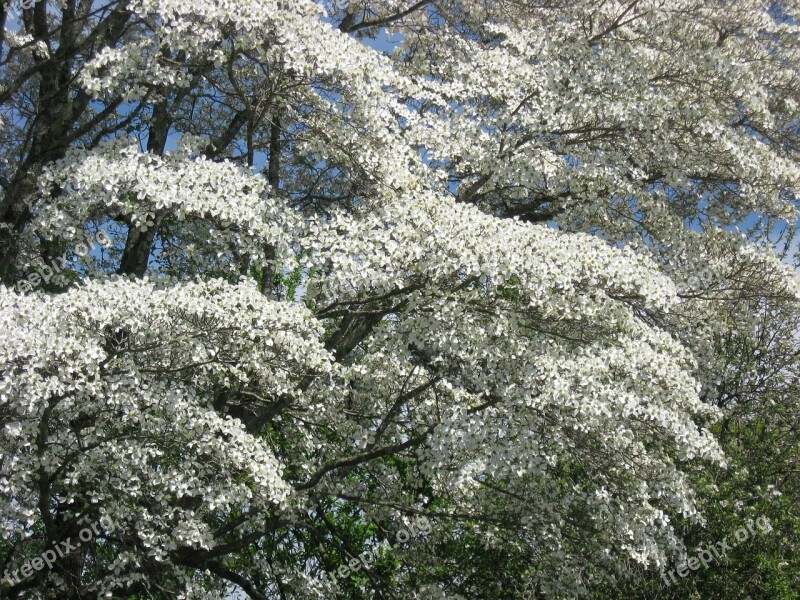 Dogwood Boughs Dogwood Steps To Heaven Tree Free Photos