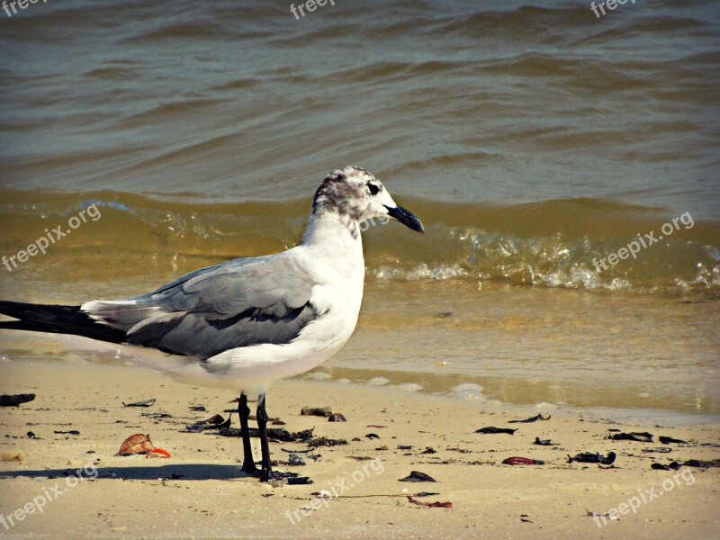 Seagull Gull Bird Beach Water