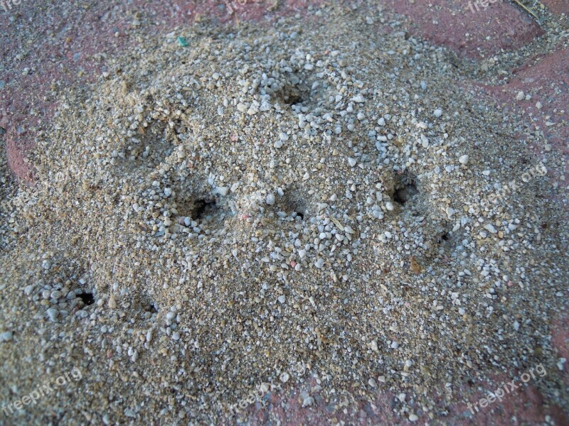 Ant Nest Ants Hole Dirt Sand