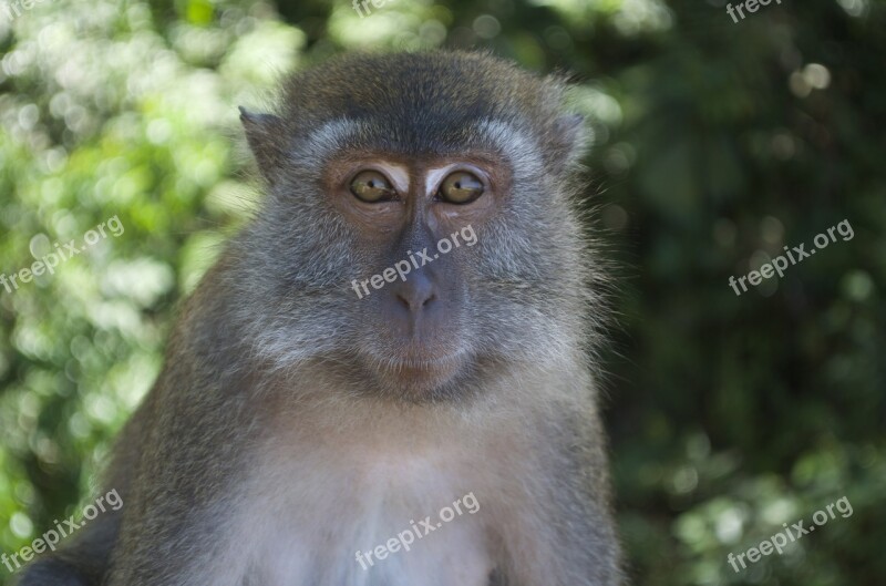 Monkey Serengeti Mammal Wildlife Nature