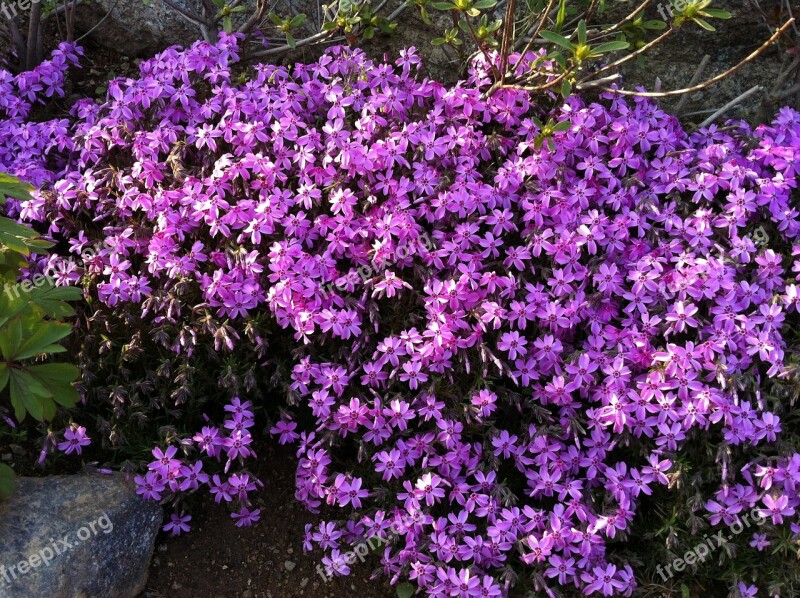 Flowers Purple Purple Flowers Background Free Photos