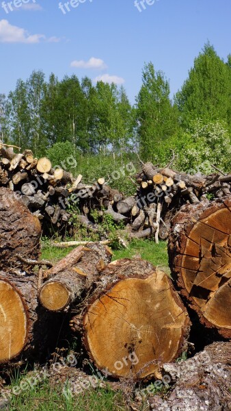 Log Cutoffs Tree Wood Industry Felled Tree Sawn Timber