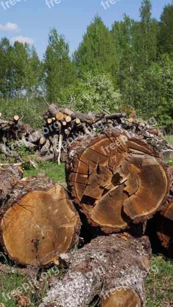 Log Cutoffs Tree Wood Industry Felled Tree Sawn Timber