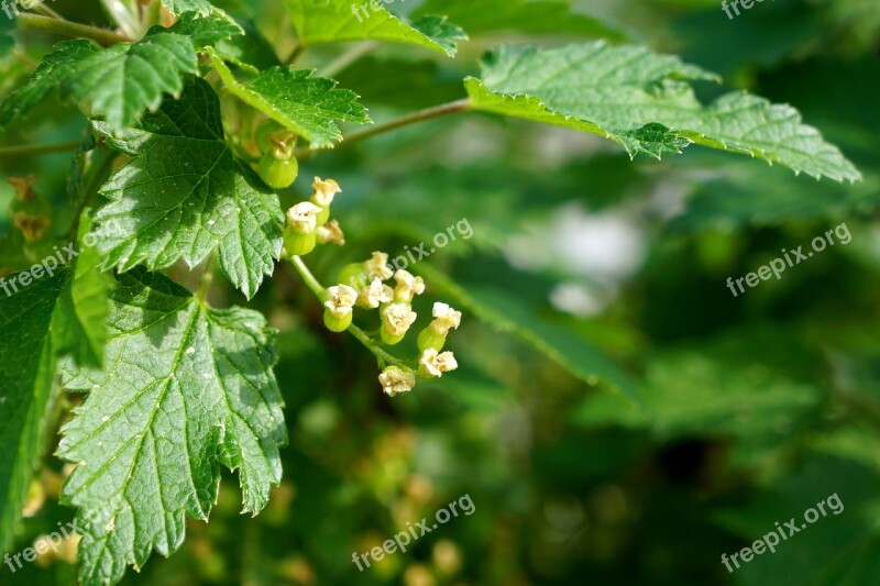 Currant Ribes Flower Marjaksi Green Fruit Berry Early