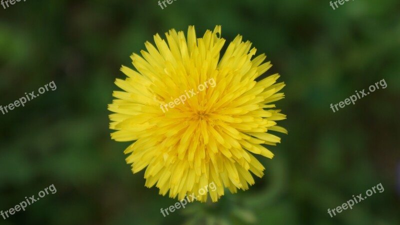 Dandelion Taraxacum Officinale Yellow Flower Weed Free Photos