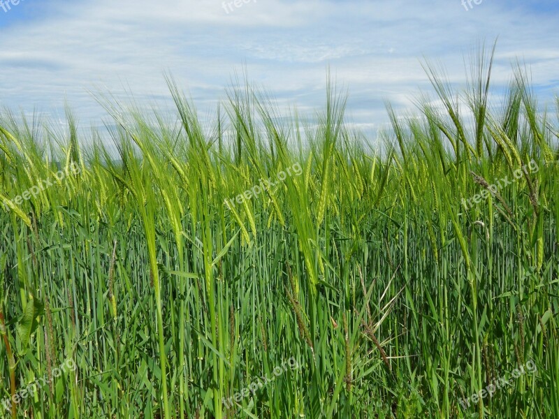 Wheat Field Cereals Agriculture Landscape Scenic