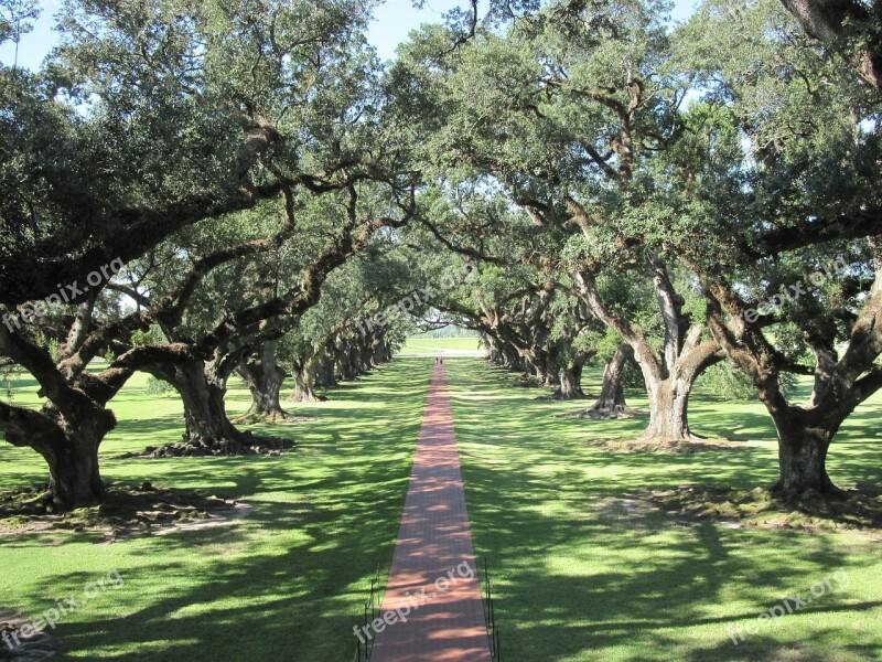 Oaks Oak Trees Alley Path Free Photos