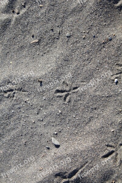 Sand Traces Beach Animal Track Free Photos