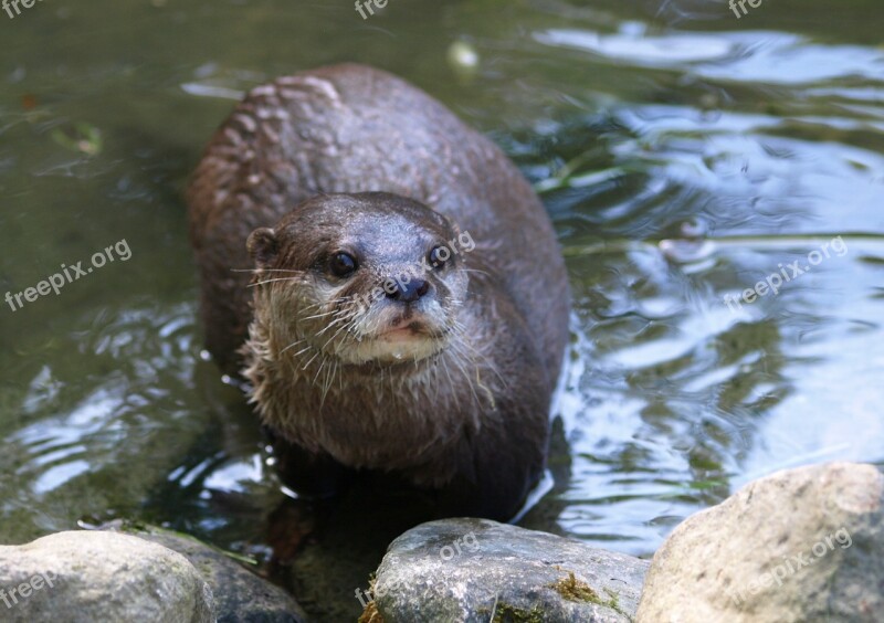 Otter Swimmer Nature Animals Water