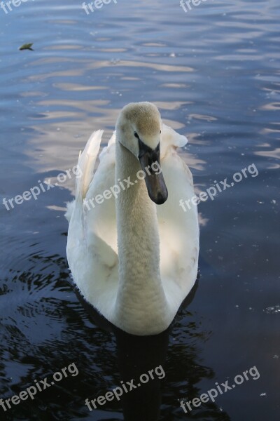 Swan Water Waters Lake Swim