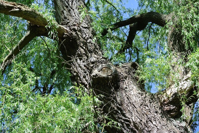 Pasture Tree Log Nature Bark