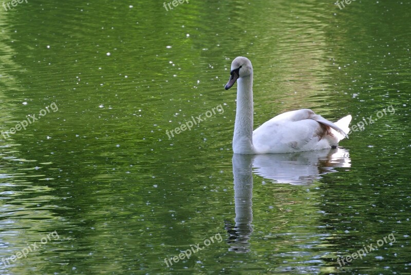 Swan White Animal Nature Swim