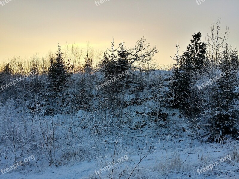 Winter Sun Trees Snowy Snow