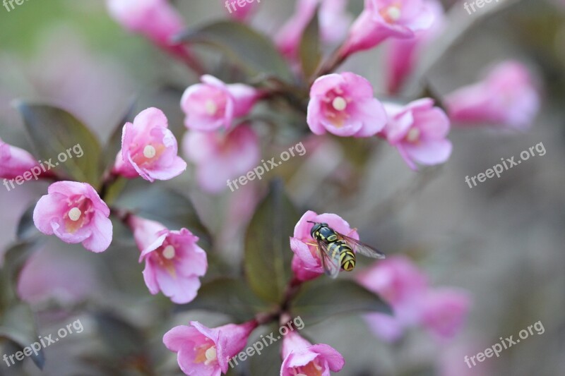 Blossom Bloom Flower Herbs Bee