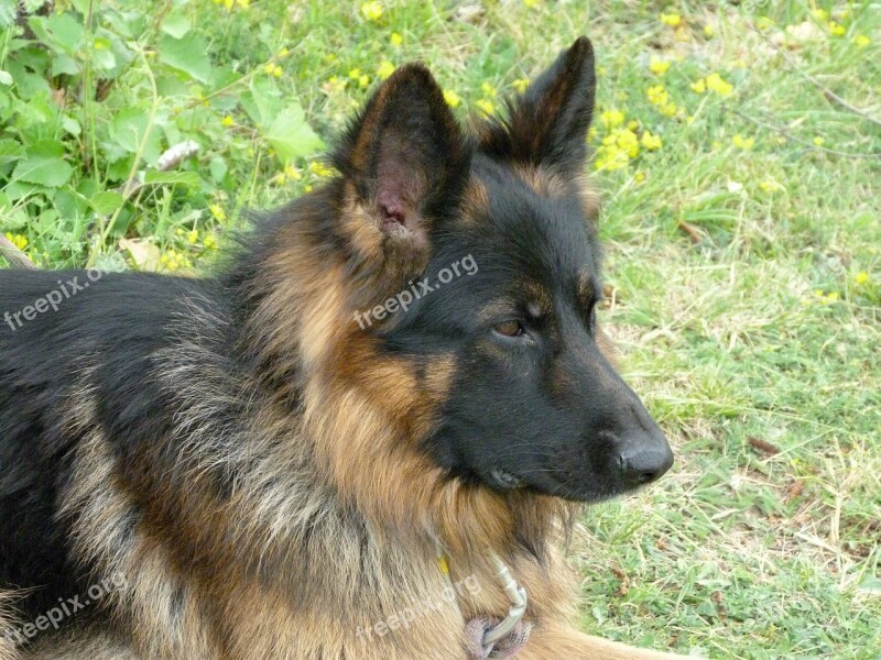 Animal Dog German Shepherd Pet Watchdog