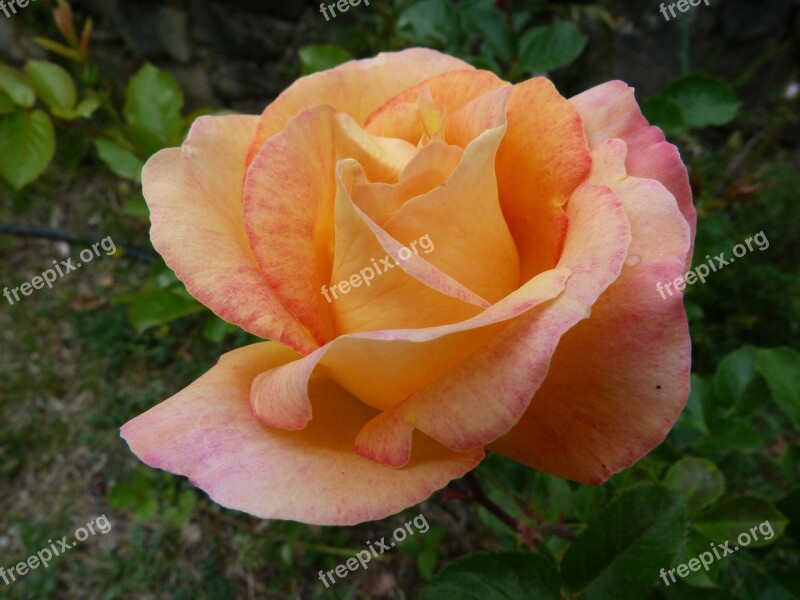 Flowers Pink Nature Macro Petals