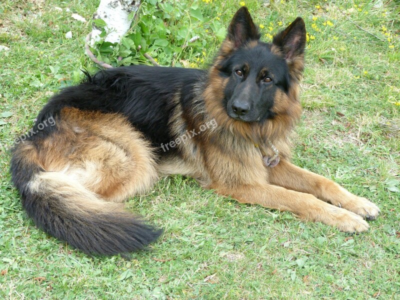 Animal Dog German Shepherd Watchdog Pet