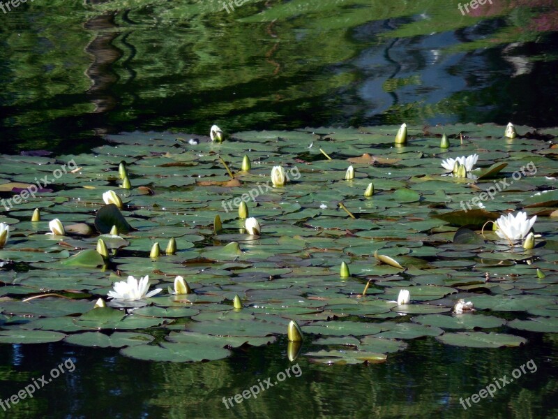 Water Lilies Blossom Bloom Nuphar Flower