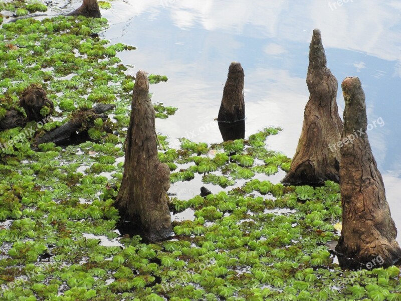 Cypress Knees Marsh Greenery Vegetation Louisiana