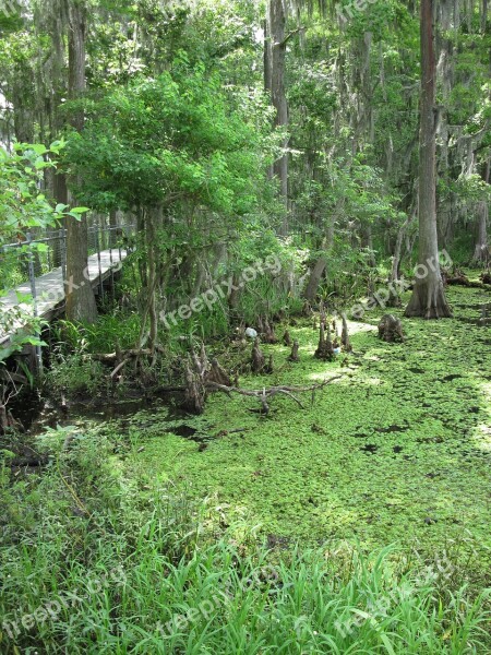 Marsh Swamp Louisiana Greenery Nature