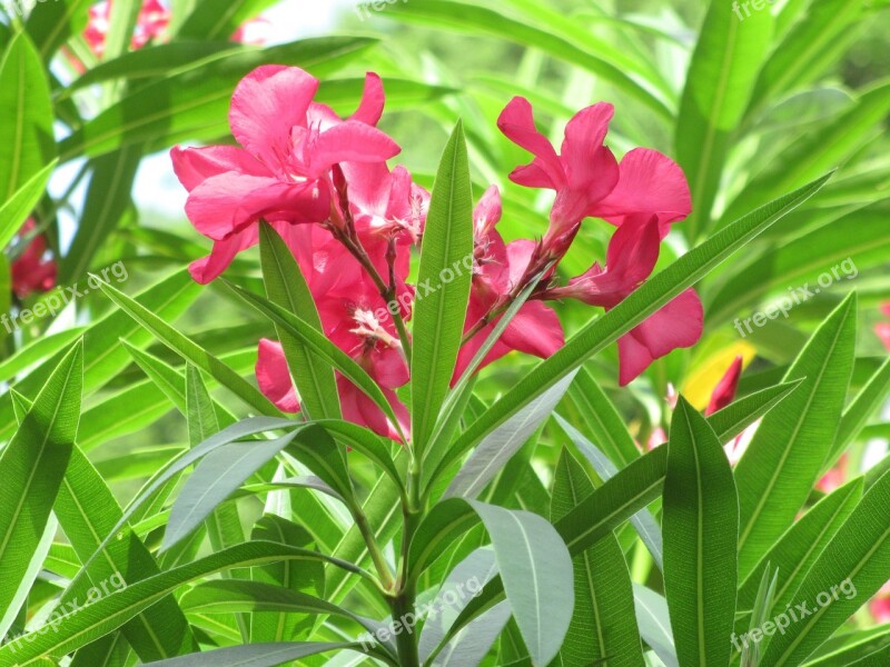 Pink Flowers Greenery Flowers Garden Colorful