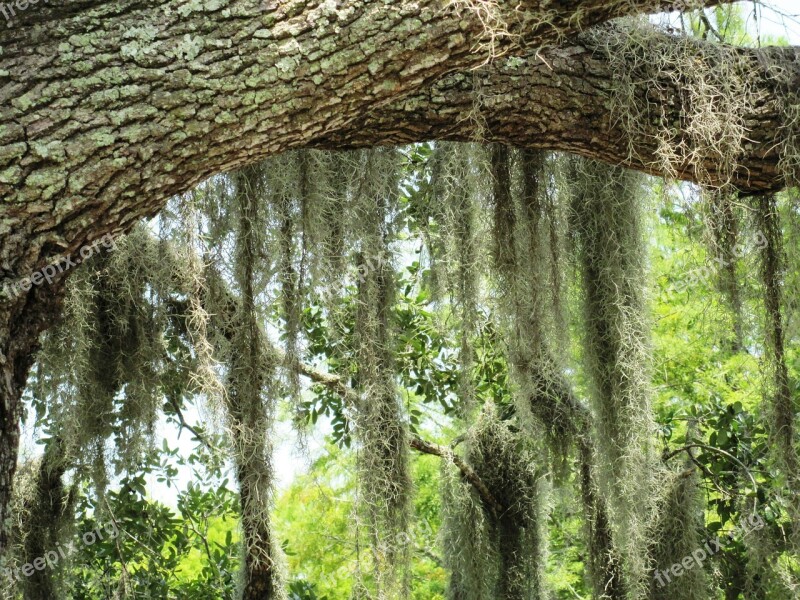 Moss Marsh Branch Tree Swamp