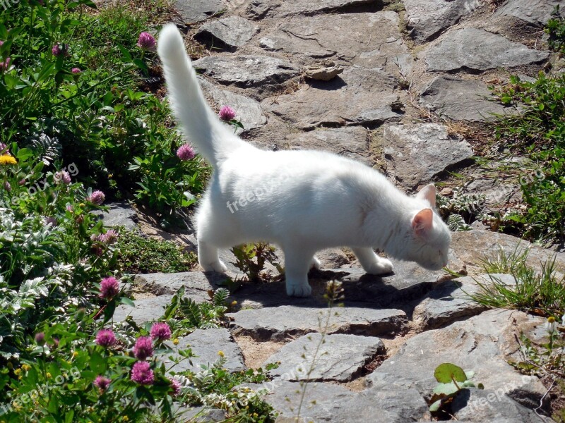 Cat Mieze Curious Tail White